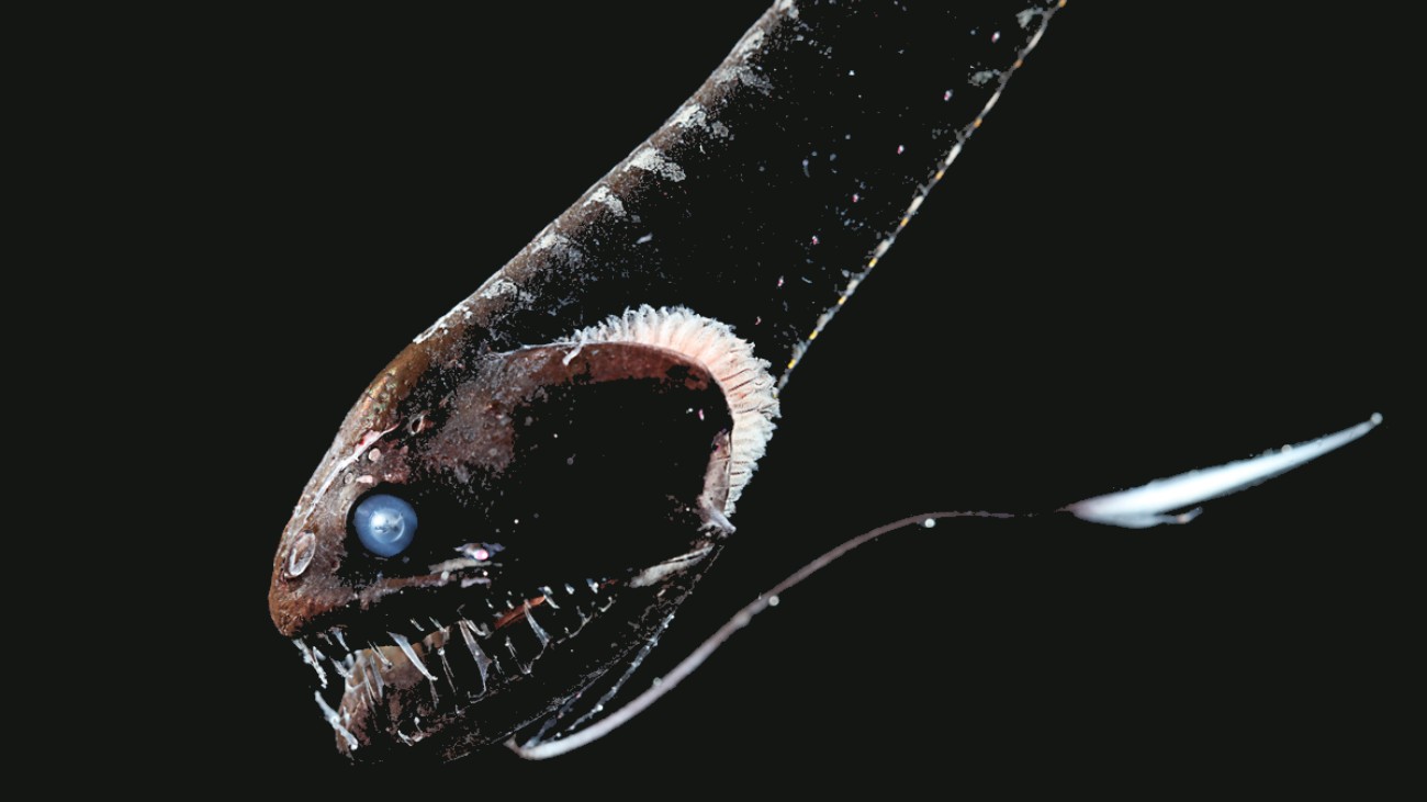 dragonfish diepzeevissen