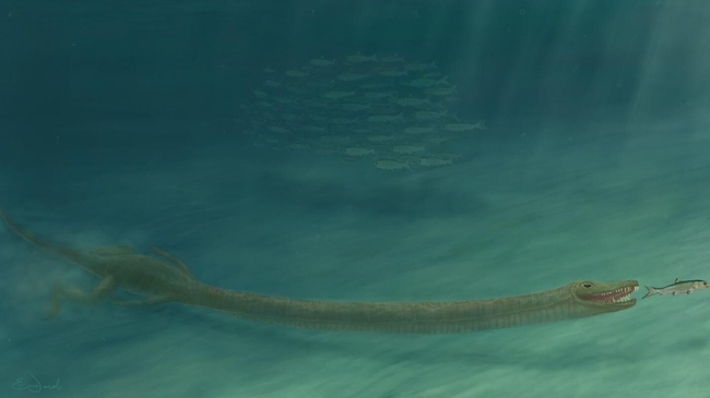 Tanystropheus-schedels tonen aan dat deze bizarre reptielen in het water leefden