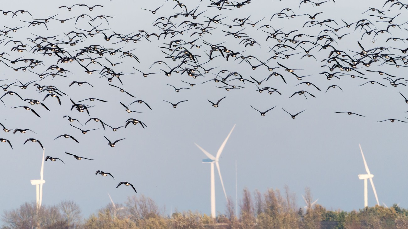 windturbine turbineblad