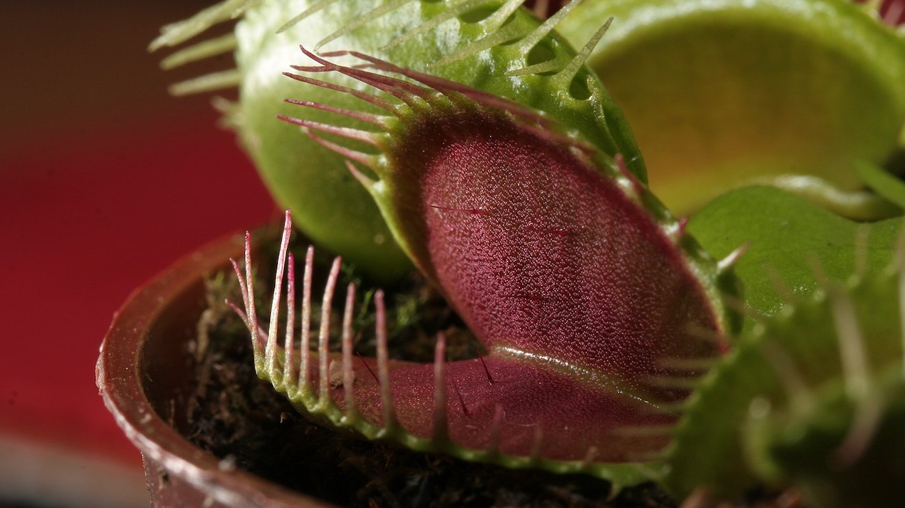 Venusvliegenvanger (Dionaea muscipula)