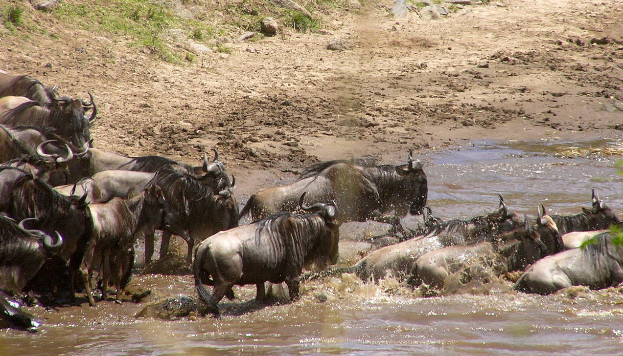 Gnoes trekken over de Mara rivier