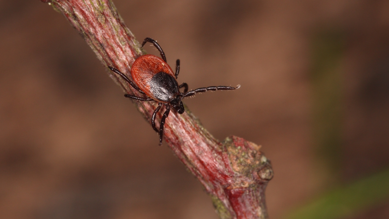 Schapenteek Ixodes ricinus