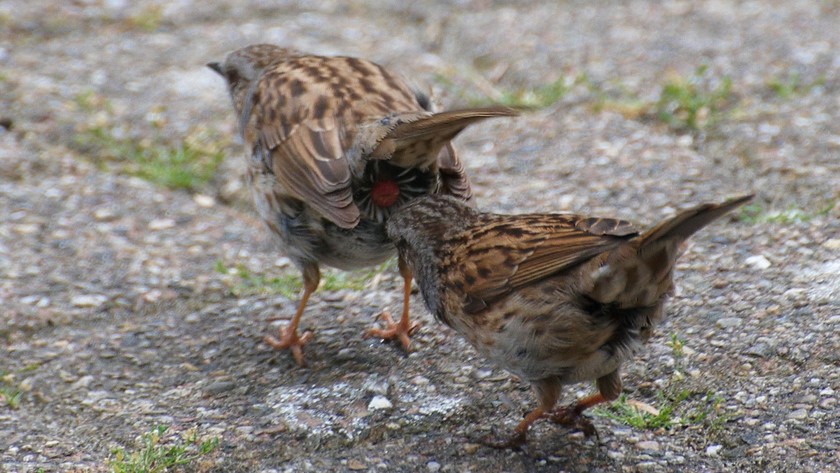 Laten vogels scheten?