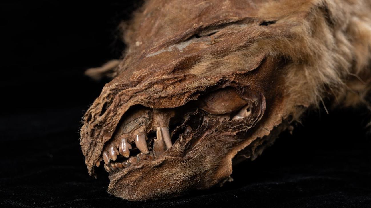 Kop van pleistocene wolvenwelp Zhur uit Yukon