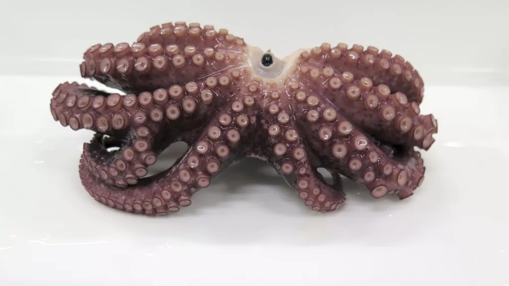 octopus negen armen