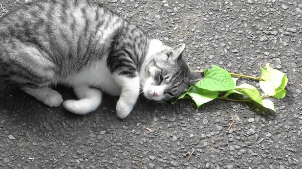 Katten worden niet alleen high van kattenkruid en matatabi, het beschermt ook tegen muggen