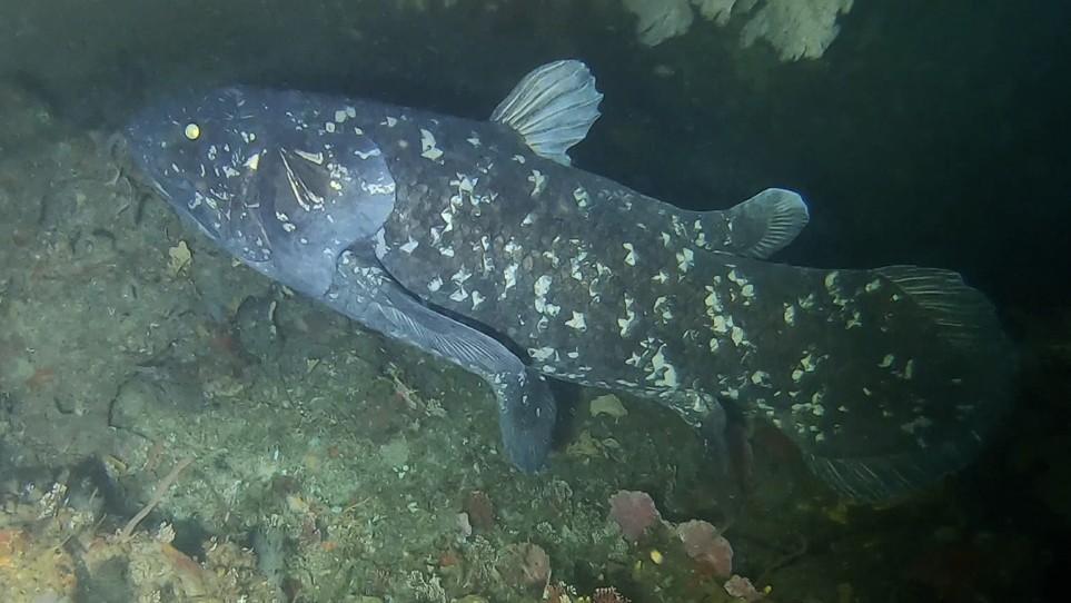 Coelacanth