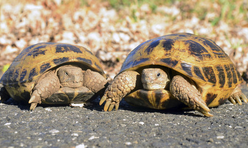 schildpadden