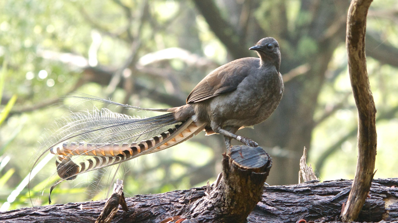 lyrebird