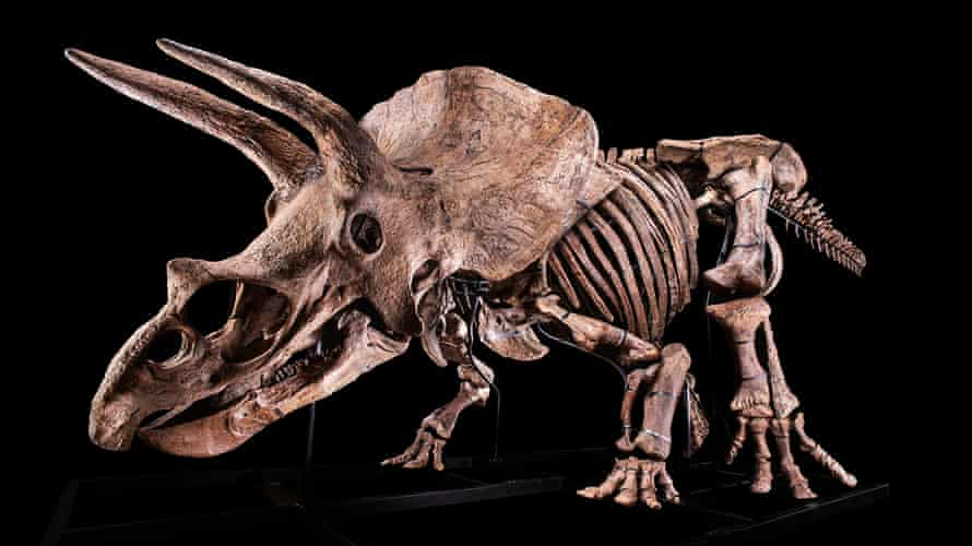 triceratops