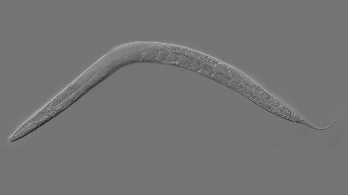 elegans