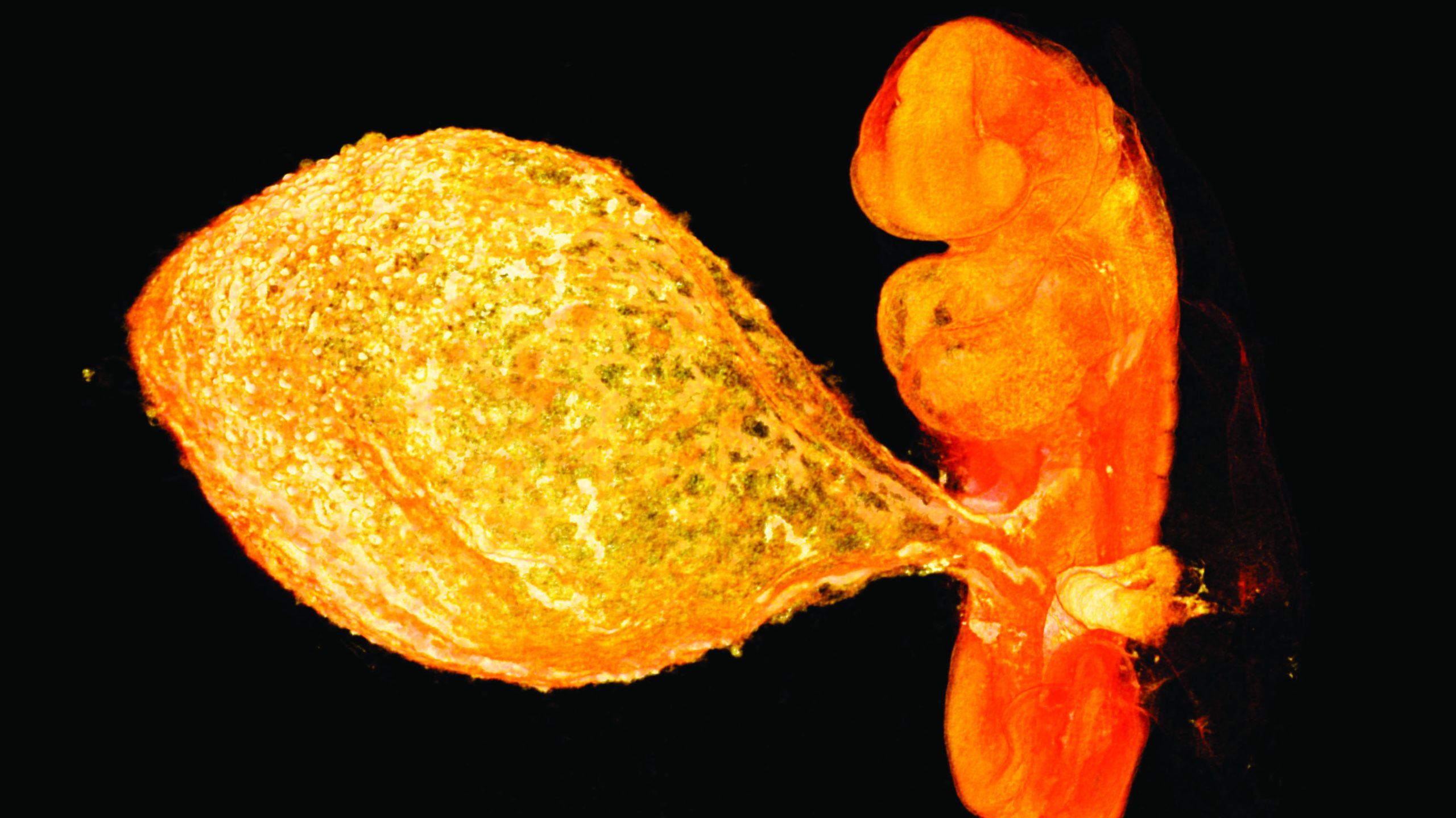 embryo