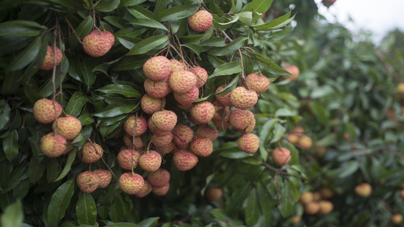 lychee