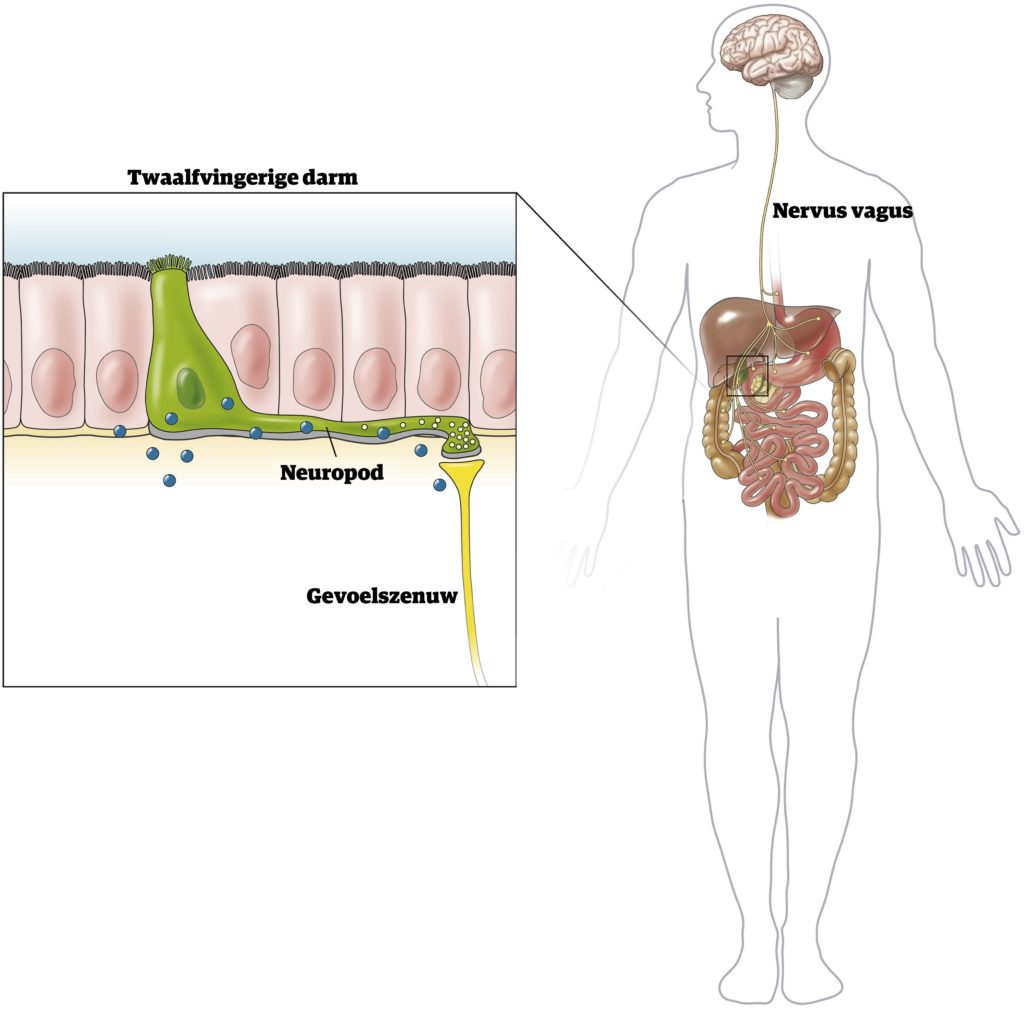 neuropods darmcellen