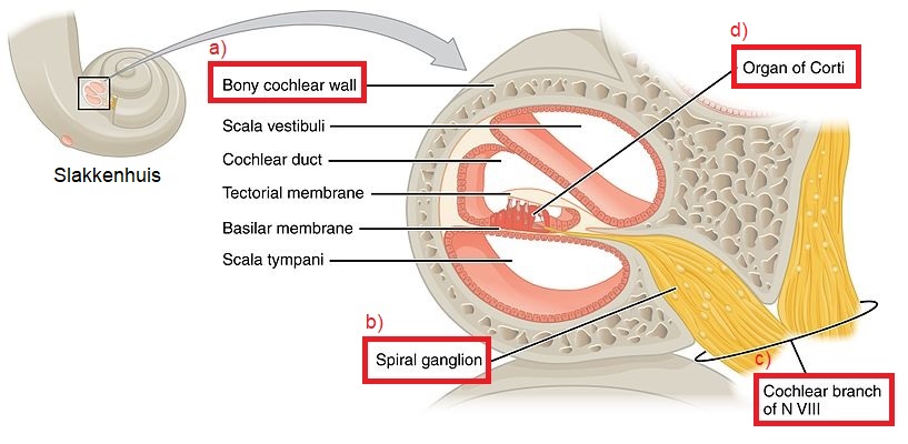 anatomie oor