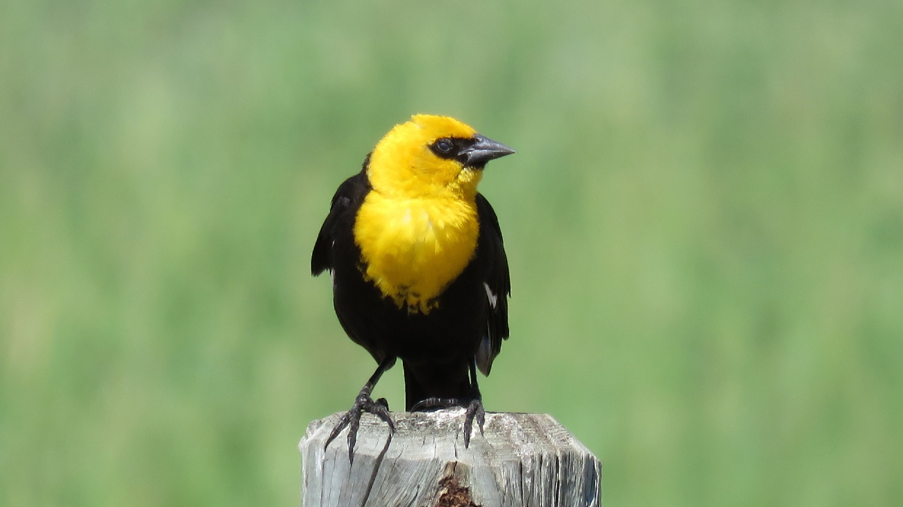 zwerm vogels stort neer