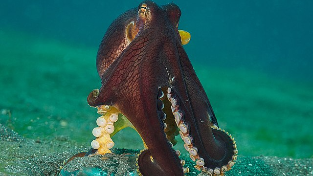 octopus