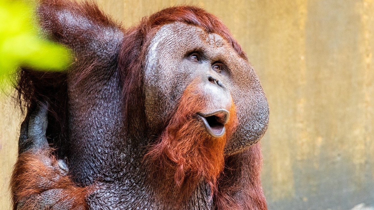 orang-oetans woordenschat