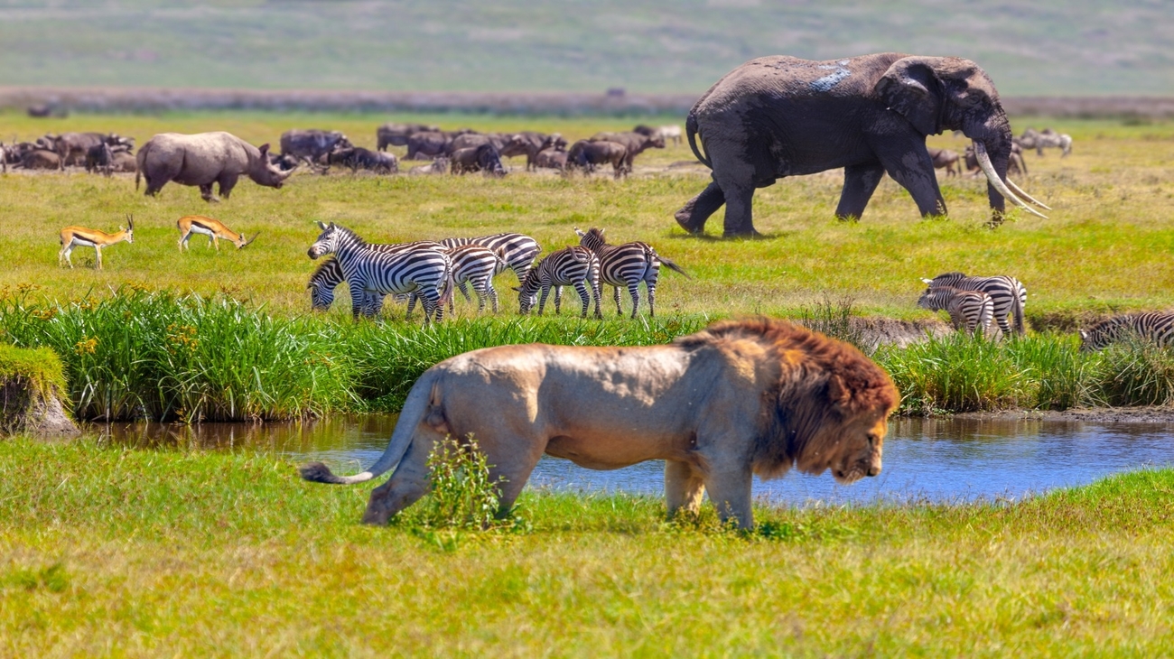 zoogdieren