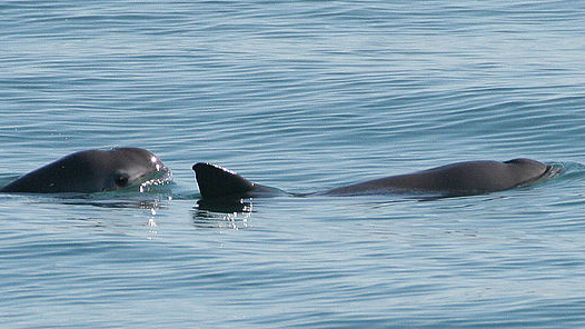 Vaquita