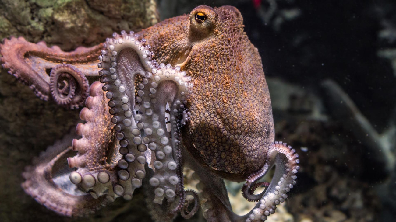 octopus