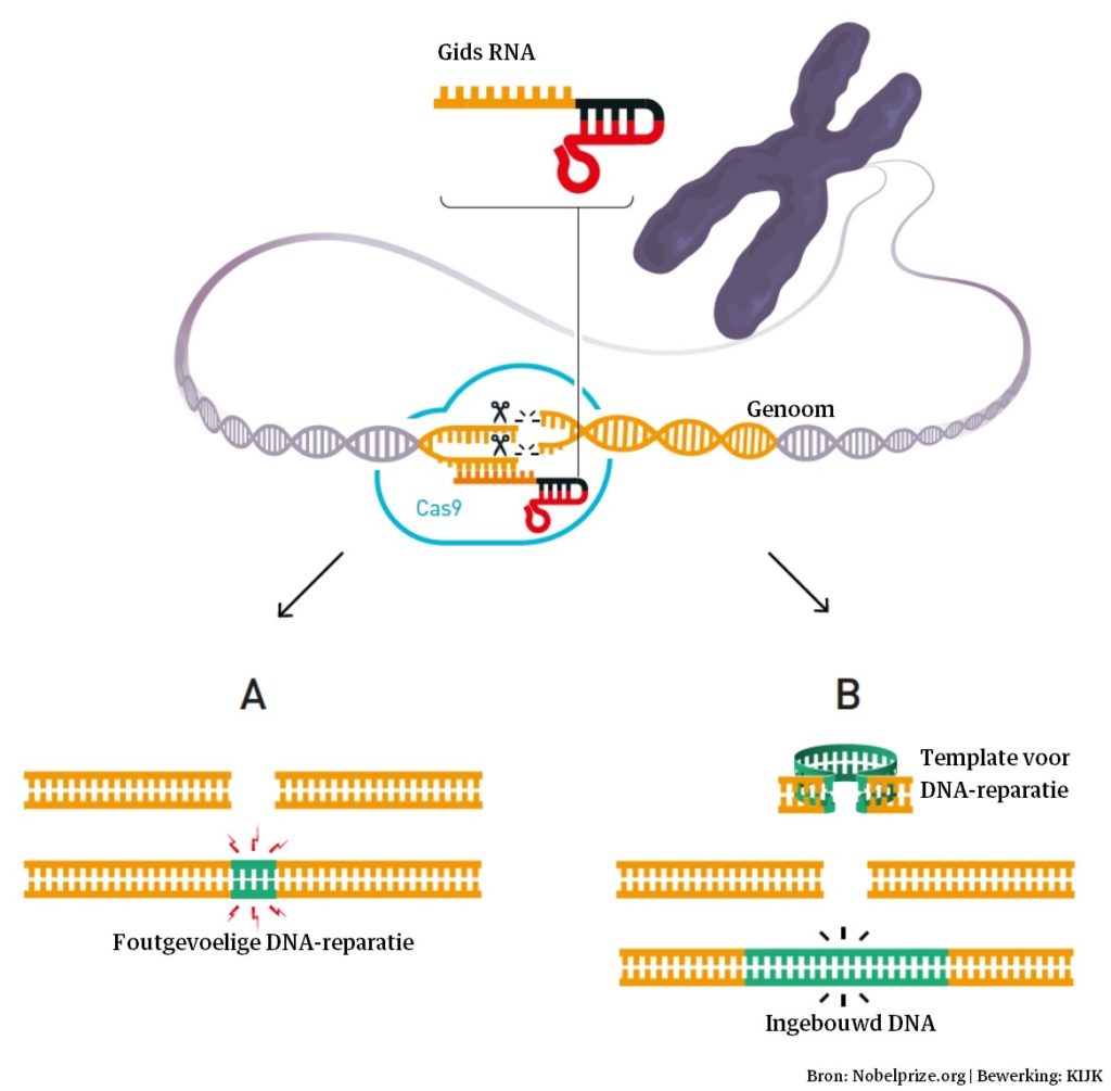 CRISPR-Cas