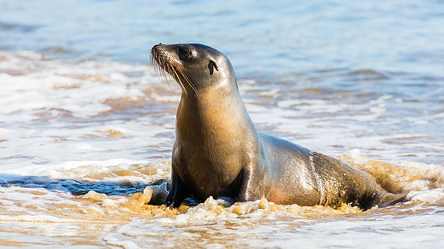 Zeehonden