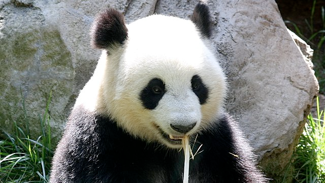 Panda eet bamboe dankzij duimen