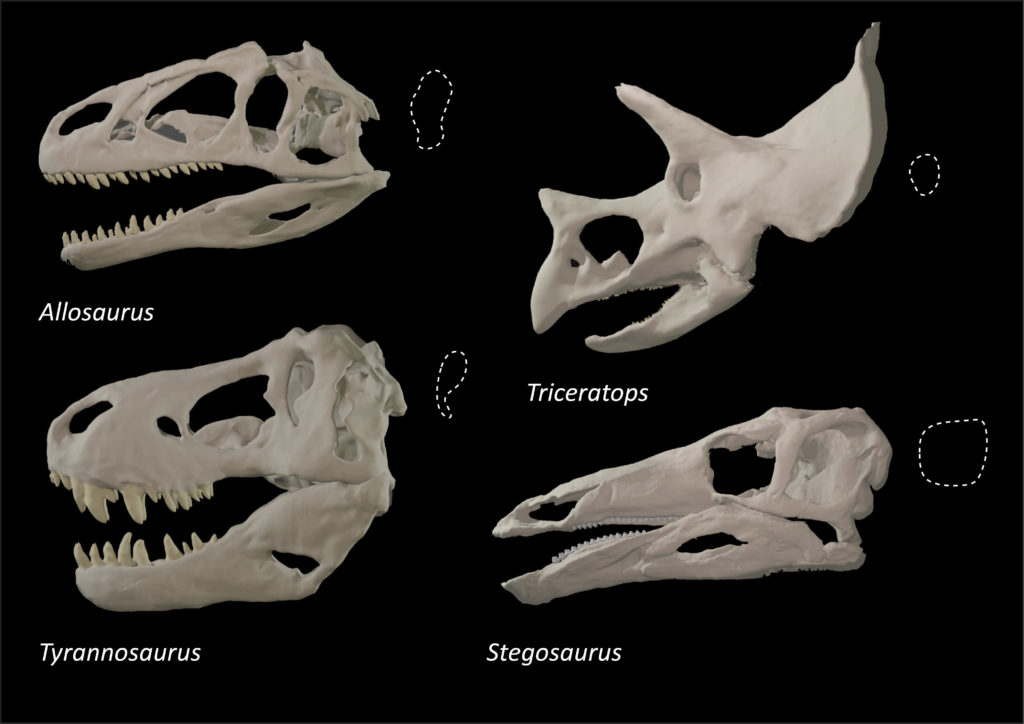 oogkassen dino's