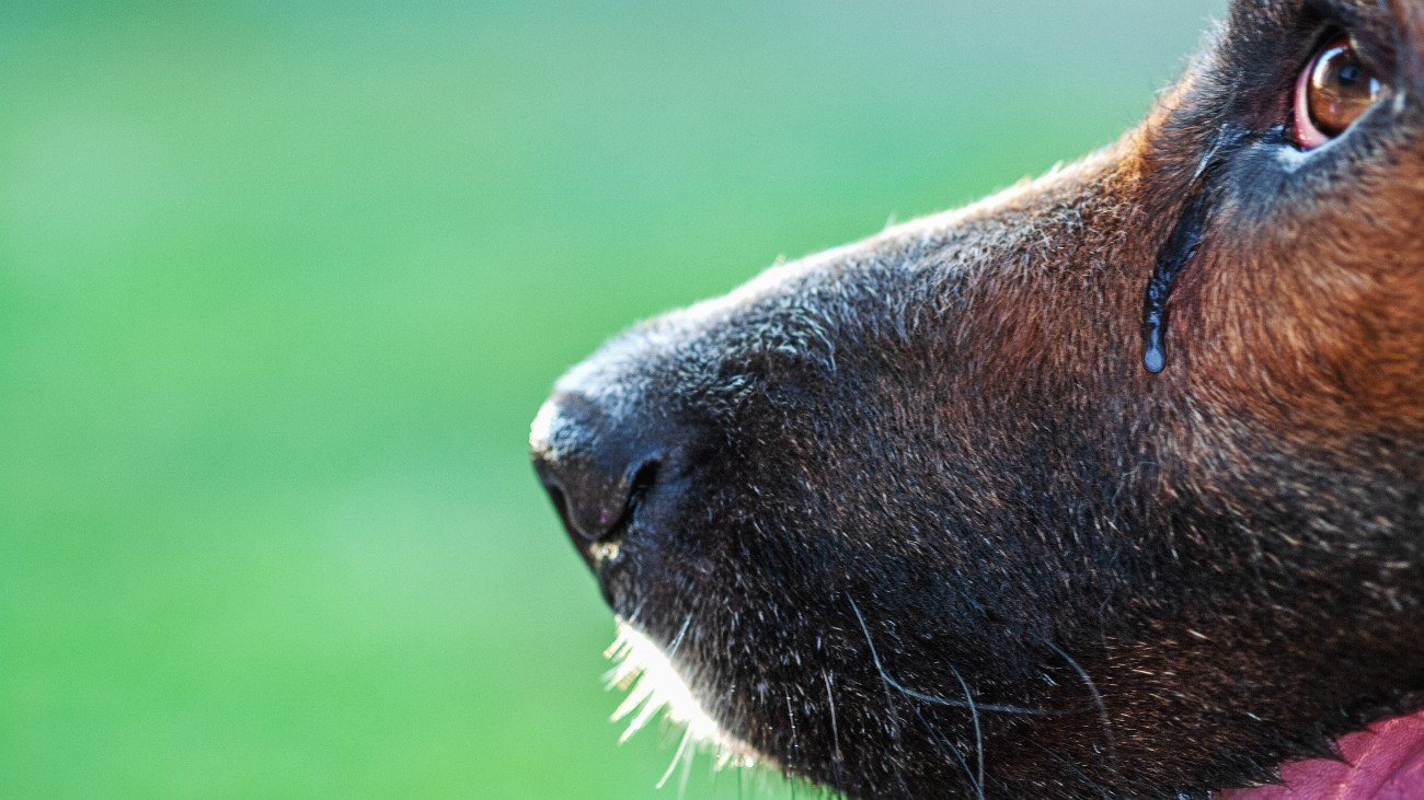 honden huilen