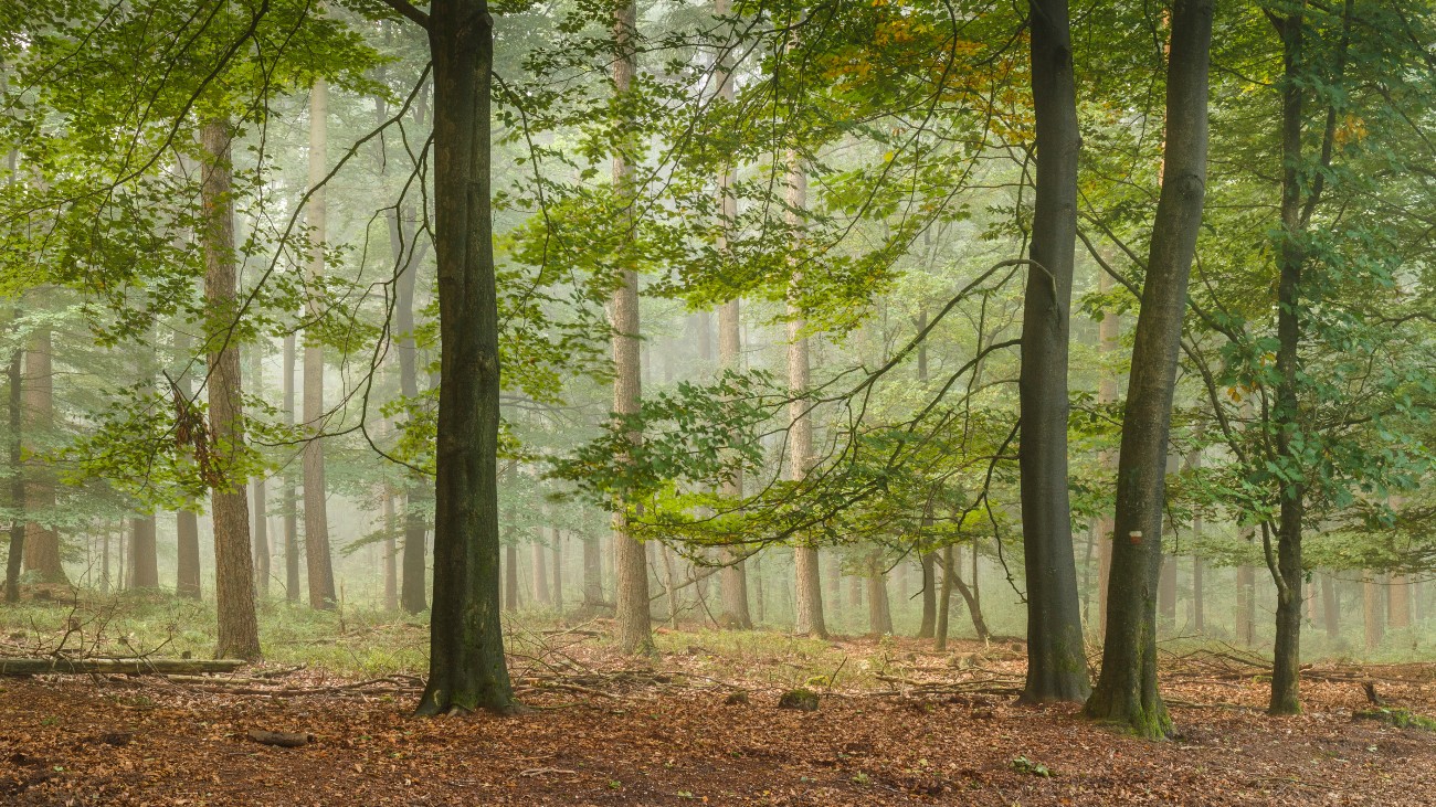 bomen