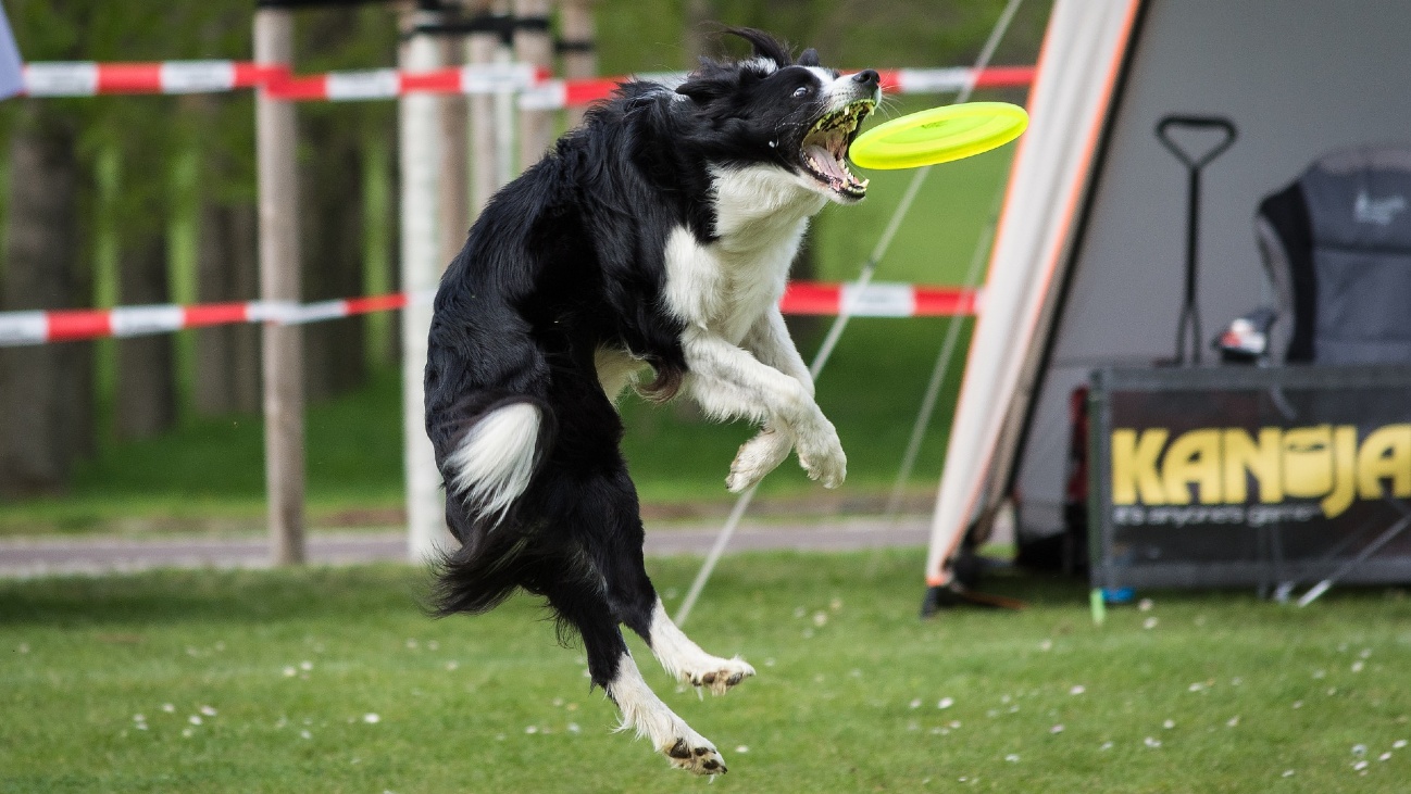 Honden gedrag wordt deels bepaald door genen