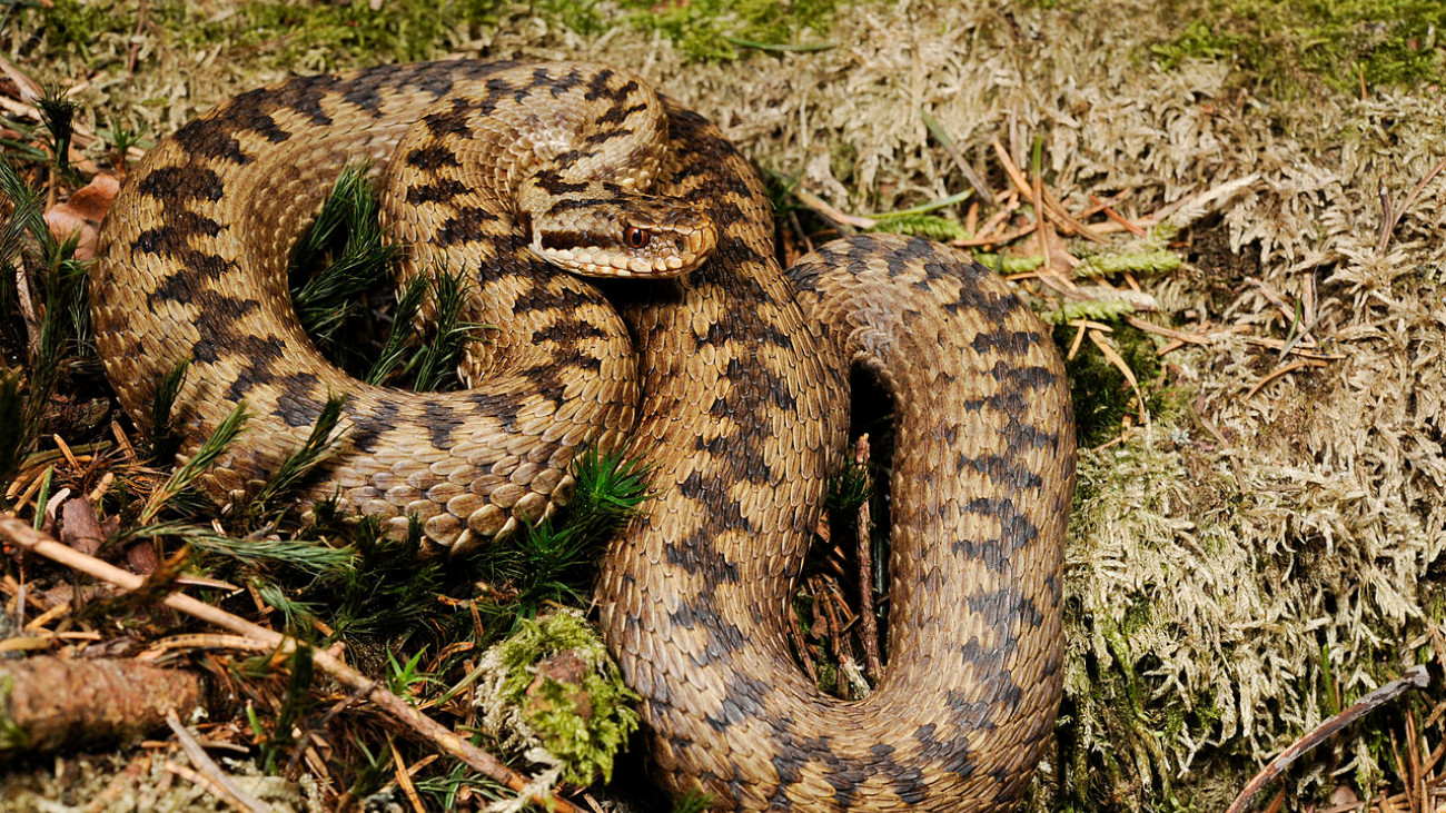 Adder clitoris gevonden