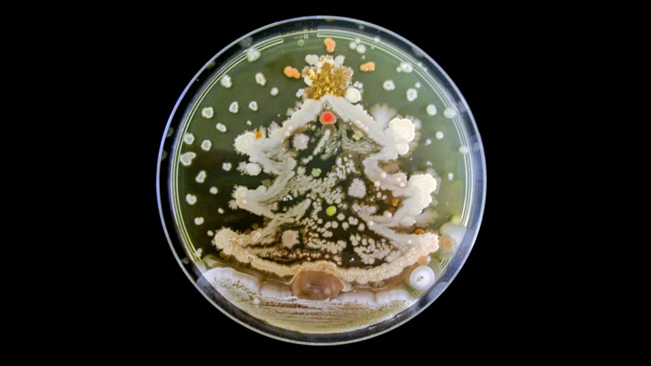 bacteriekerstboom