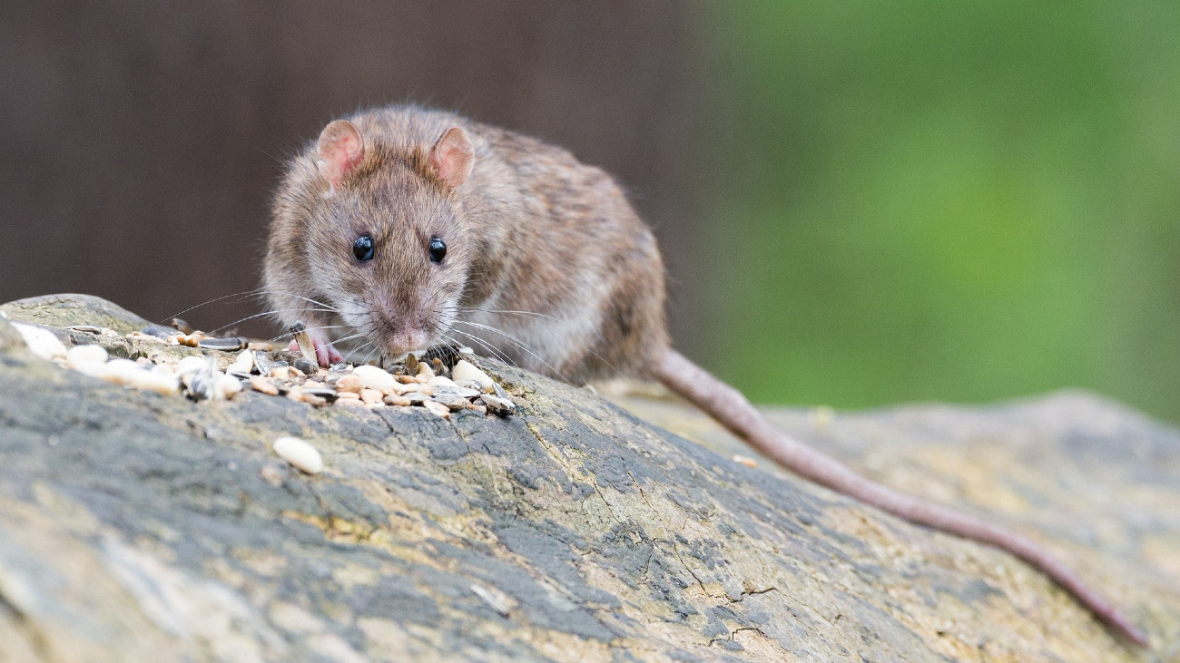 pest uitbraak ratten