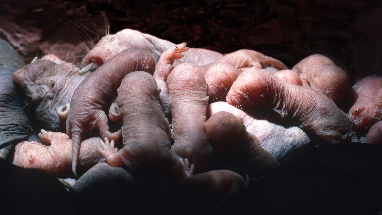 Vrouwelijke naakte molrat met kleintjes