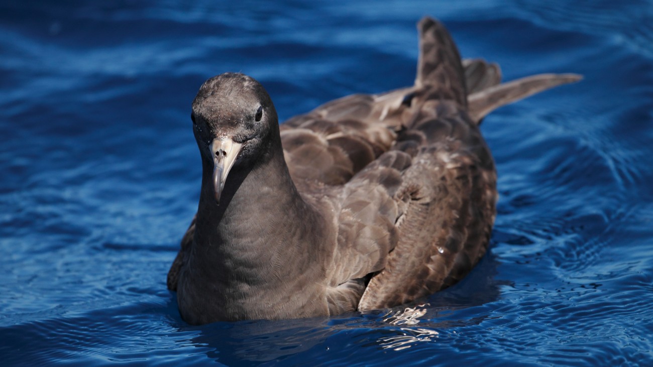 Australische grote pijlstormvogels lijden aan plasticicose