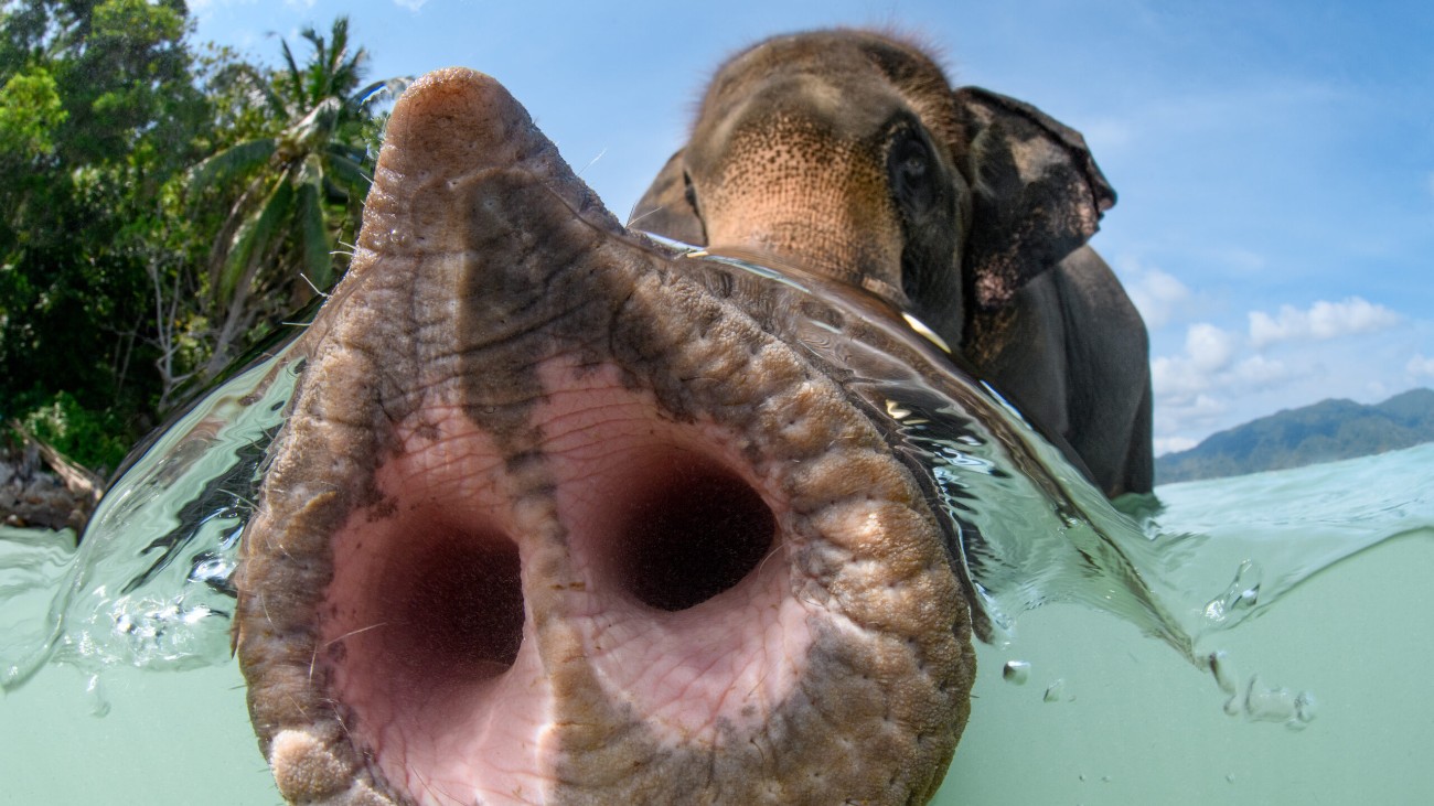 ‘The trunk’ door Suliman Alatiqi, Portret-winnaar van de Underwater Photographer of the Year 2023