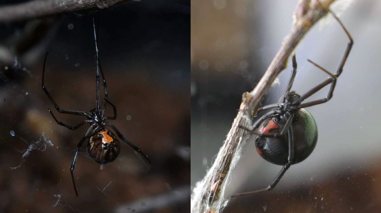 Bruine en zwarte weduwe