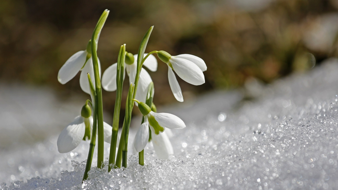 Bloeiende sneeuwklokjes in de sneeuw. Lente begint steeds eerder