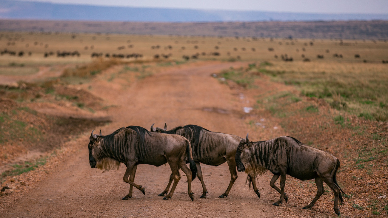 Wildebeesten. Grote dieren migreren langzamer dan kleinere beesten