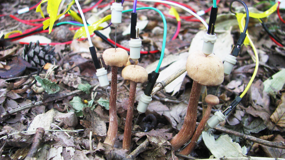 Paddenstoelen met elektroden om signalen naar het schimmelnetwerk te meten