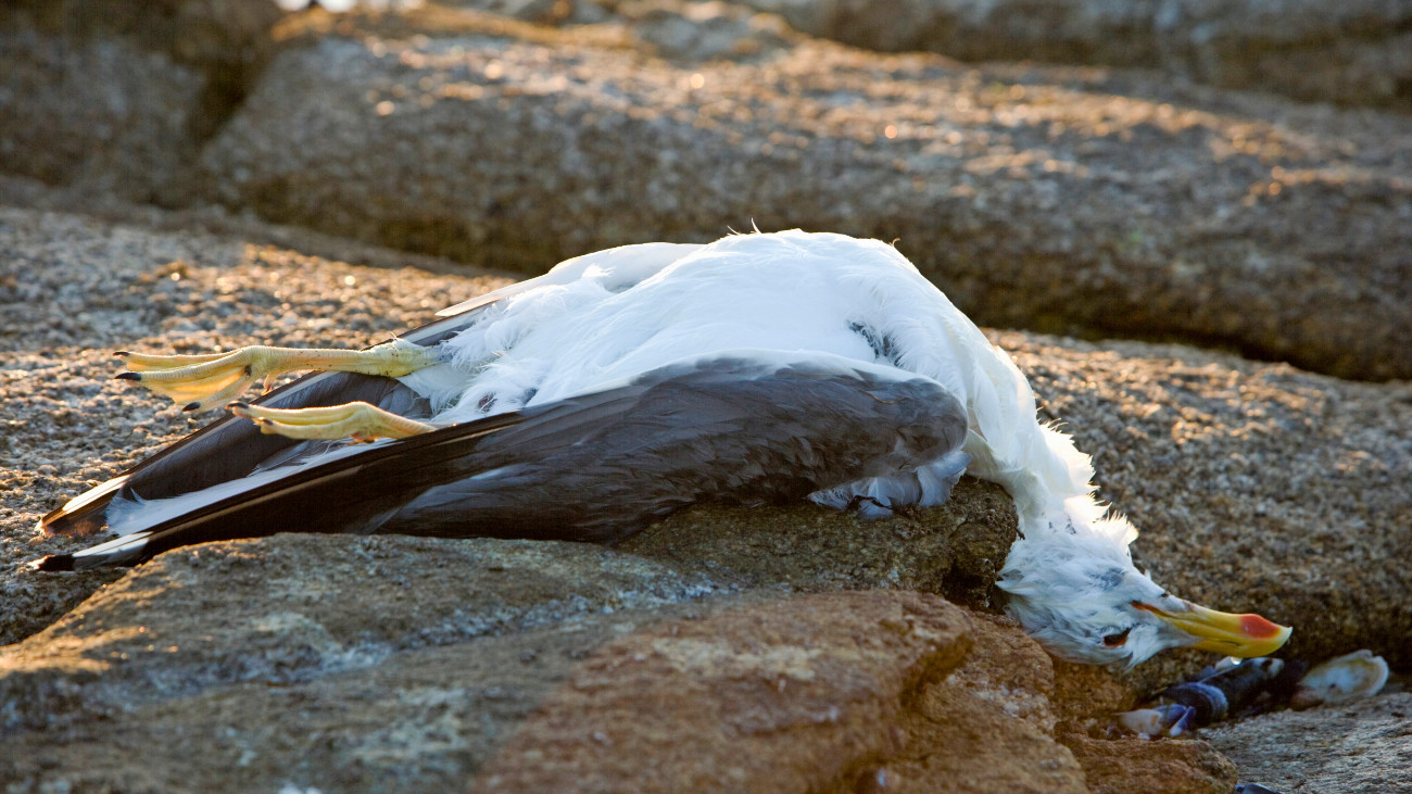 Dode meeuw. Waarom zie je nooit vogels die een natuurlijke dood zijn gestorven?