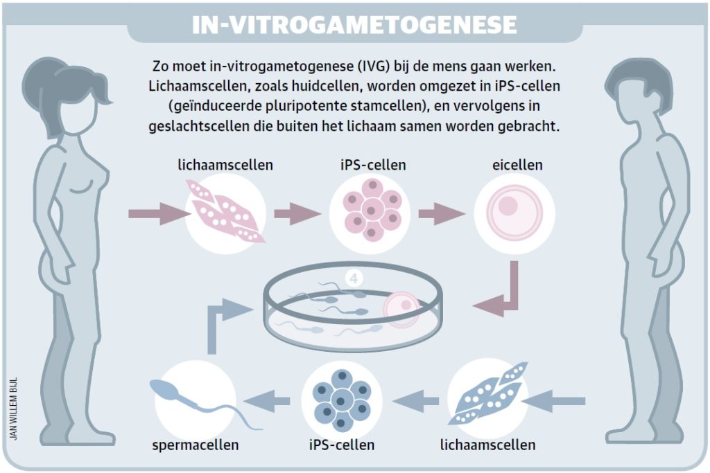 in-vitrogametogenese