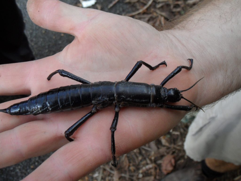 Een Dryococelus australis op een mensen hand. 