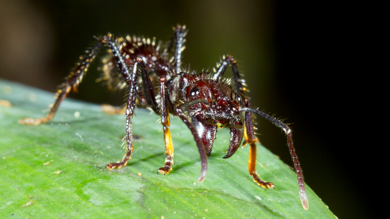 Een kogelmier heeft de pijnlijkste insectensteek ter wereld.