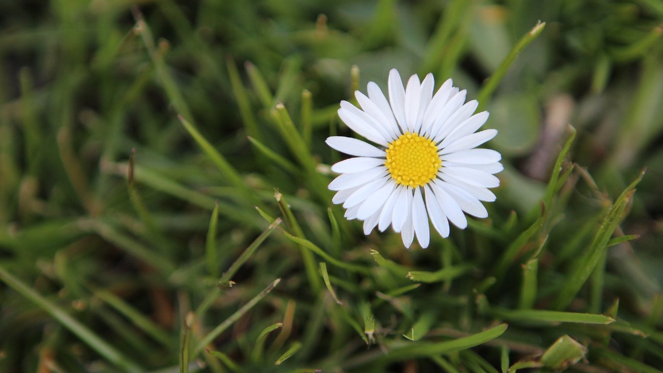 het madeliefje is de nationale bloem van Nederland