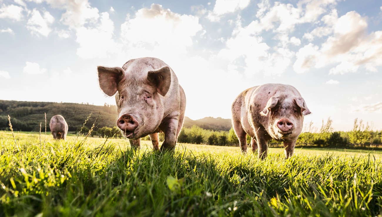 varkens in de zon, hebben ze zonnebrandcrème nodig?