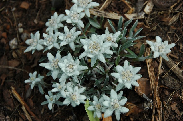 edelweiss