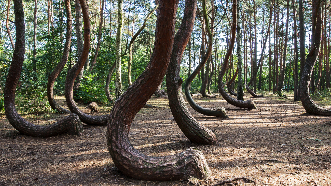 Bos met gebogen bomen